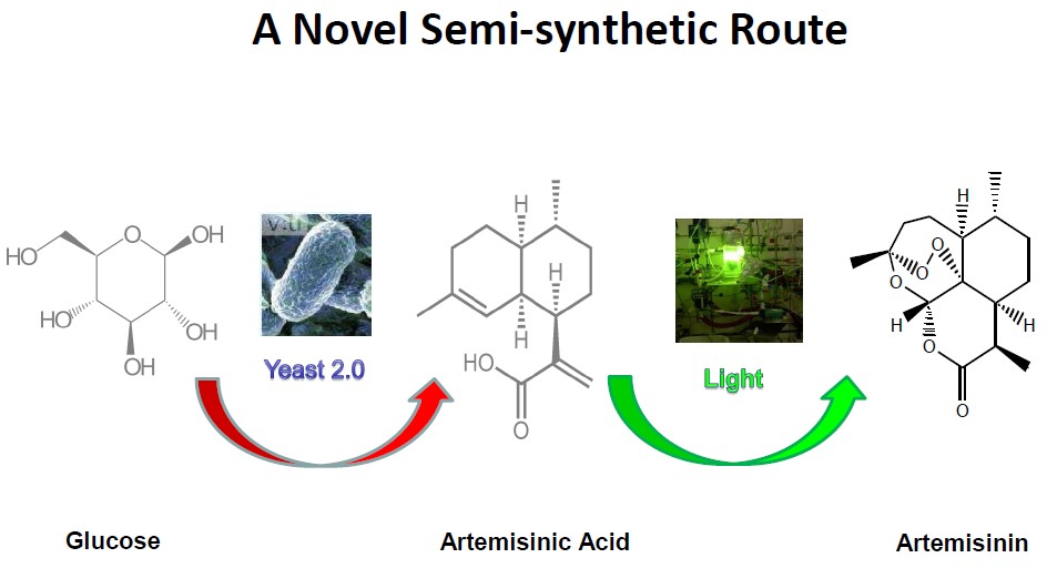 Artemisinic acid for semi-synthetic artemisinin.jpg